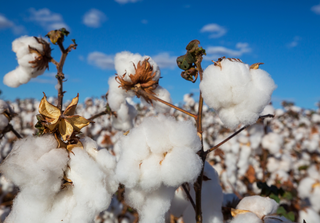 Climate change and cotton…